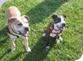 twodogs